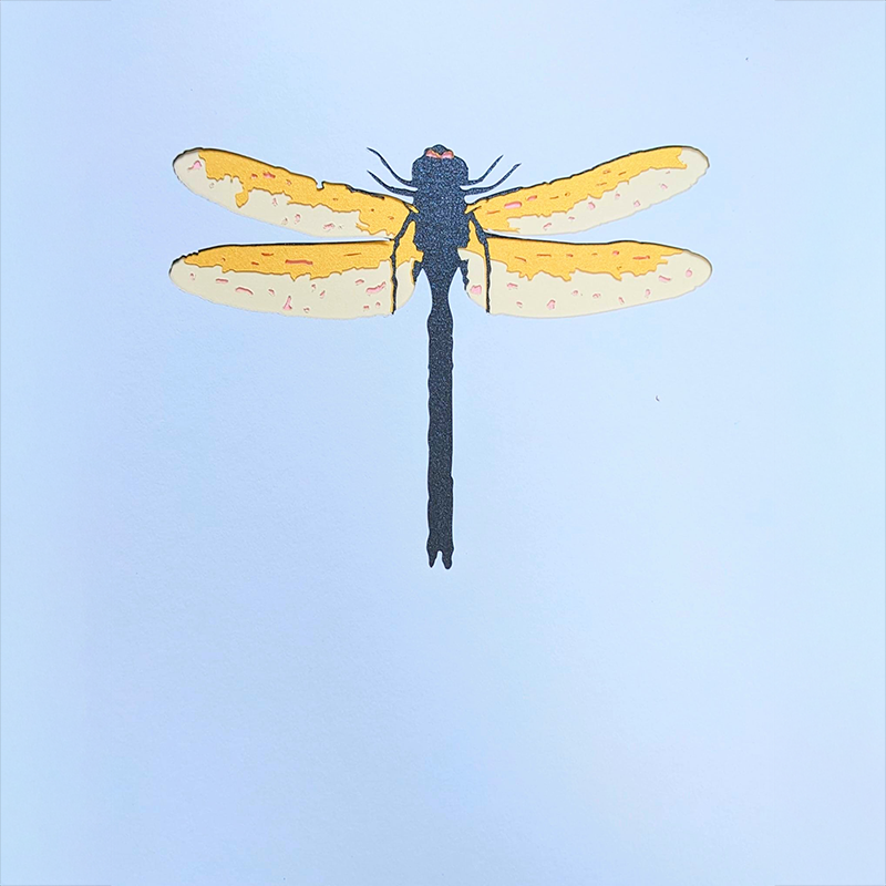compositions-original-dragonfly-small