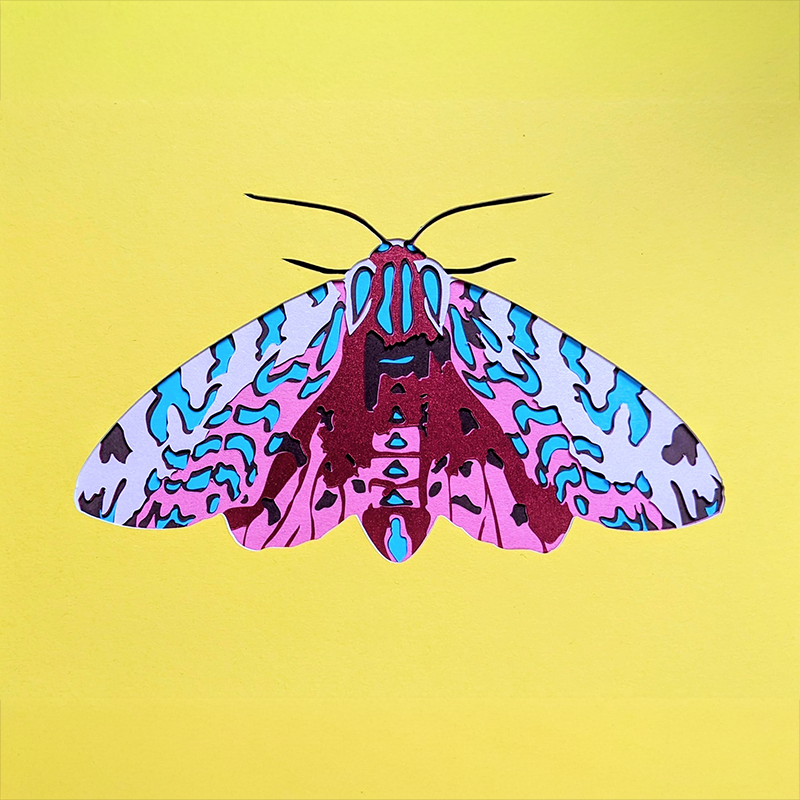 compositions-original-moth-small